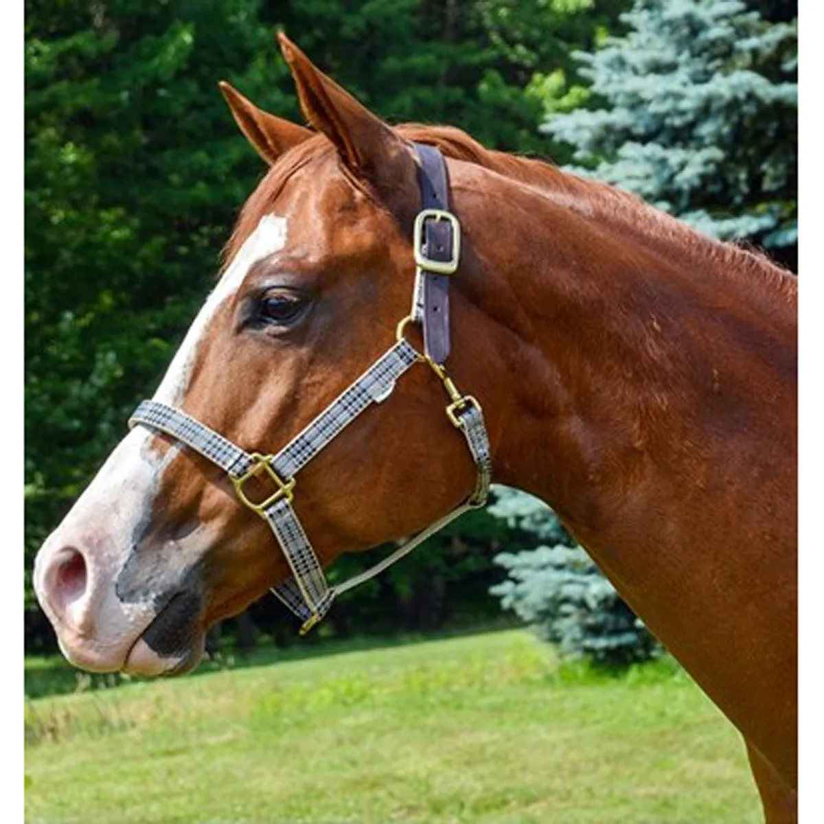 5/A Baker Breakaway Halter with Full Leather Crown