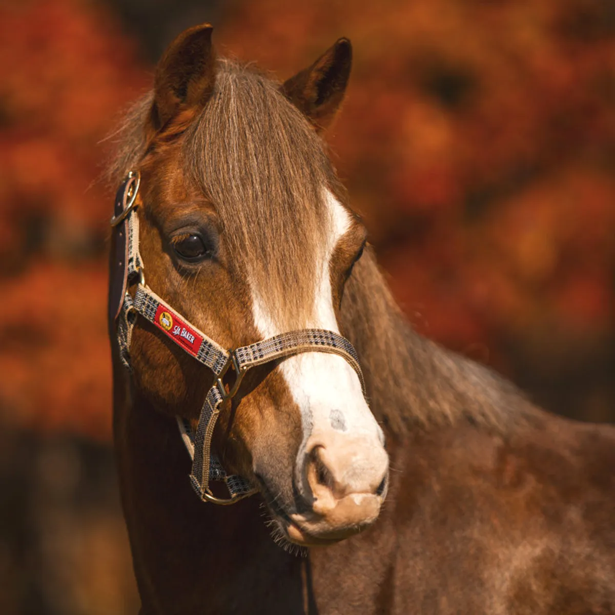 5/A Baker Breakaway Halter with Full Leather Crown