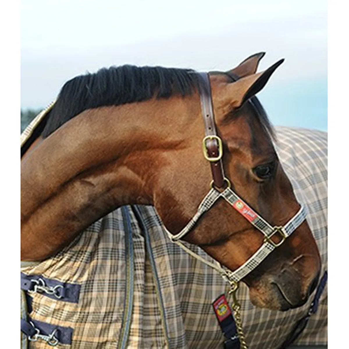 5/A Baker Breakaway Halter with Full Leather Crown