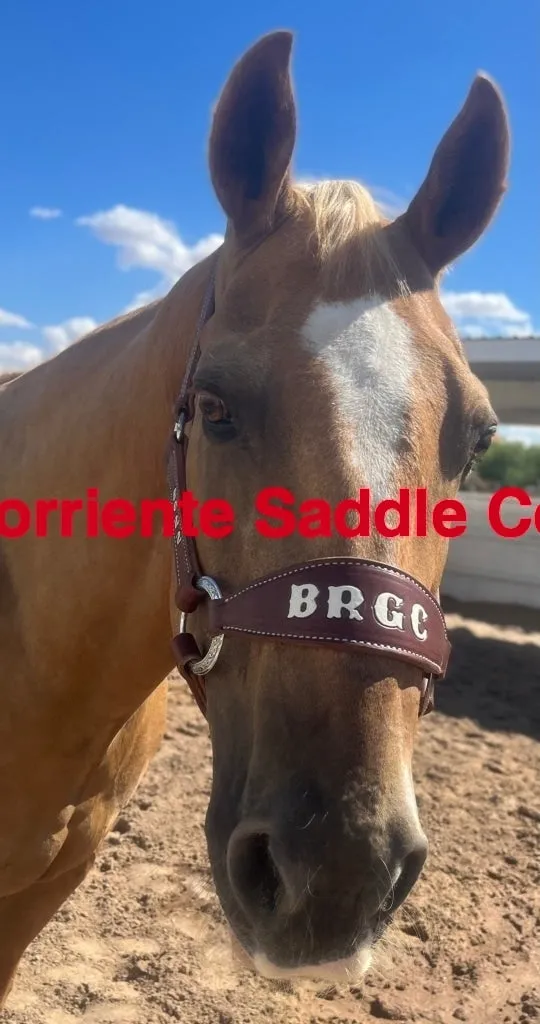 CSHALTER 100A Bronc Halter Lettered