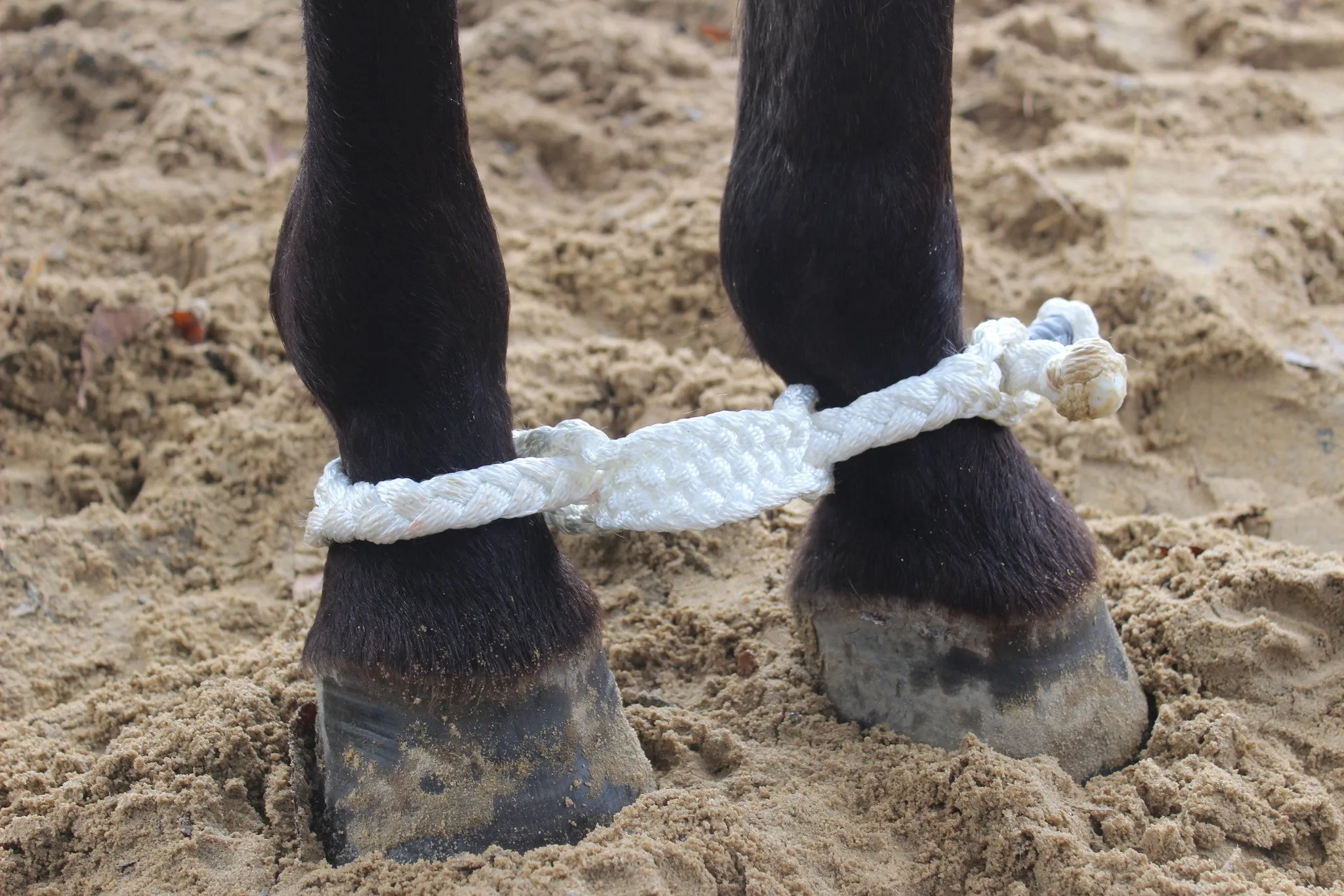 Mule Tape Hobbles